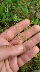 Eragrostis hypnoides