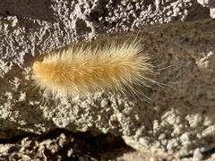 Spilosomina