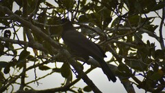 Cyanocorax cyanomelas