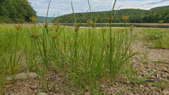 Cyperus esculentus