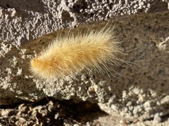Spilosomina