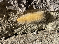 Spilosomina
