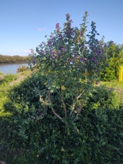 Malva arborea