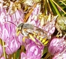 Anthidium oblongatum