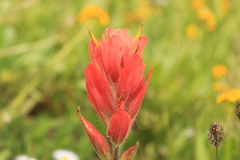 Castilleja miniata