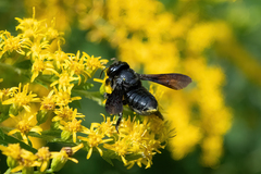 Megachile xylocopoides