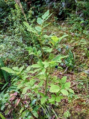 Vaccinium ovalifolium