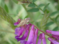 Adelphocoris lineolatus