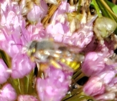 Anthidium oblongatum