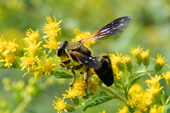 Tachytes guatemalensis