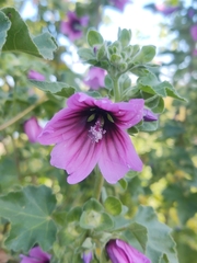 Malva arborea