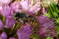 Anthidium oblongatum