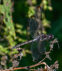 Libellula