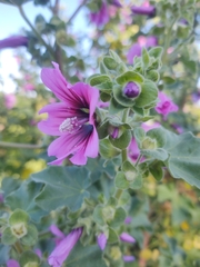 Malva arborea