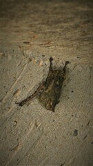 Rhynchonycteris naso