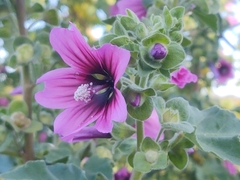 Malva arborea
