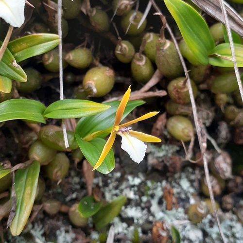 Epidendrum polybulbon Sw. 2
