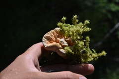 Hydnellum aurantiacum