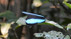 Morpho
