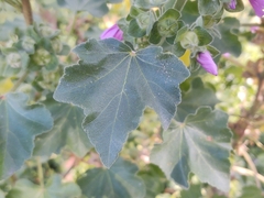Malva arborea