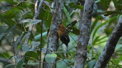 Thamnophilus amazonicus