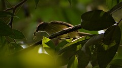 Ramphotrigon ruficauda