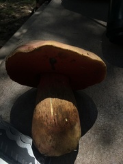 Rubroboletus