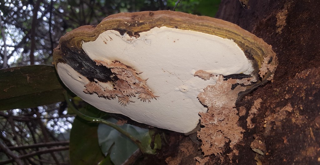 Ganoderma australe · August 2018 · photo: © alessandradalia (iNaturalist, cc-by-sa)
