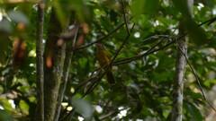 Eucometis penicillata