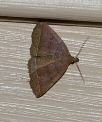 Zanclognatha obscuripennis