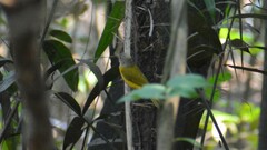 Eucometis penicillata