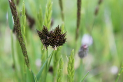 Carex nigricans