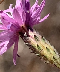 Lessingia arachnoidea