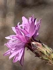 Lessingia arachnoidea