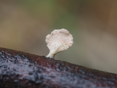 Schizophyllum