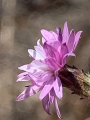 Lessingia arachnoidea