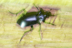 Calosoma