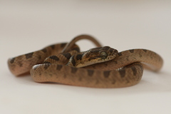 Leptodeira polysticta