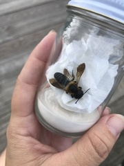 Megachile sculpturalis