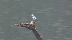 Tachycineta albiventer