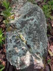 Lecanoromycetes