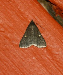 Tetanolita mynesalis