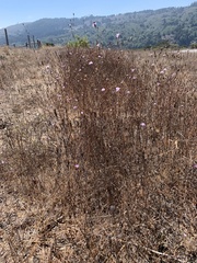 Lessingia arachnoidea