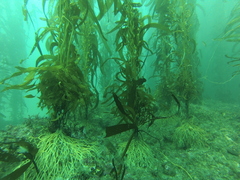 Macrocystis pyrifera