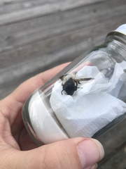 Megachile sculpturalis