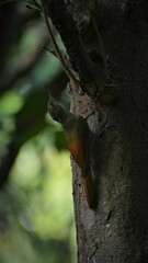 Sittasomus griseicapillus