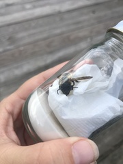 Megachile sculpturalis