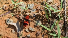 Dasymutilla occidentalis