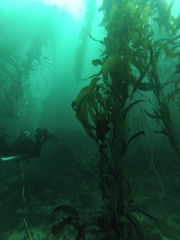 Macrocystis pyrifera