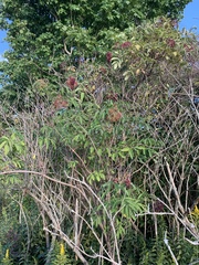 Sambucus canadensis